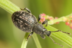 Otiorhynchus tristis