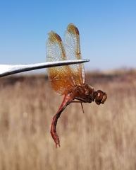 Sympetrum croceolum