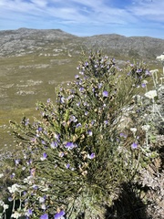Psoralea congesta