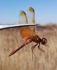 Sympetrum croceolum