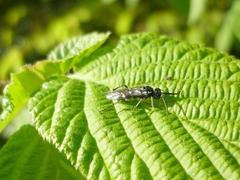 Macrophya albipuncta