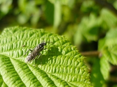Macrophya albipuncta