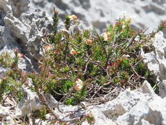 Erica calcareophila