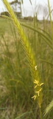 Hordeum stenostachys