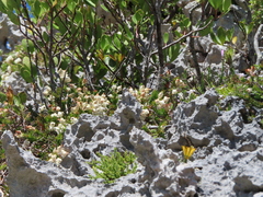 Erica calcareophila