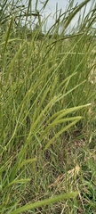 Hordeum stenostachys