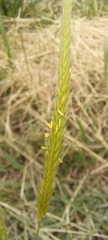 Hordeum stenostachys