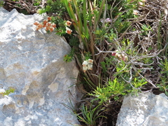 Erica calcareophila