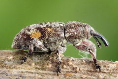 Pissodes castaneus