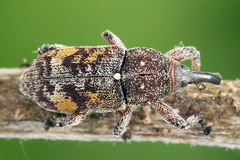 Pissodes castaneus