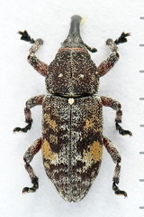 Pissodes castaneus
