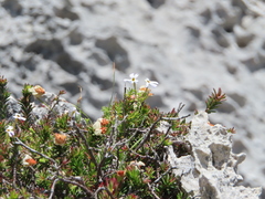 Jamesbrittenia calciphila