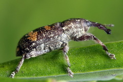 Pissodes castaneus