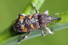 Pissodes castaneus