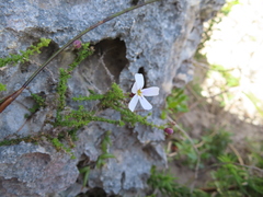 Jamesbrittenia calciphila