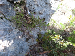 Jamesbrittenia calciphila