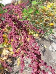 Chenopodium album