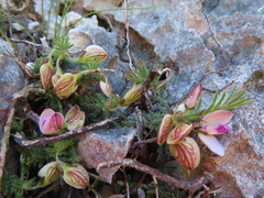 Polygala dasyphylla