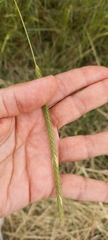 Hordeum stenostachys