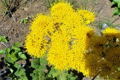 Berkheya umbellata