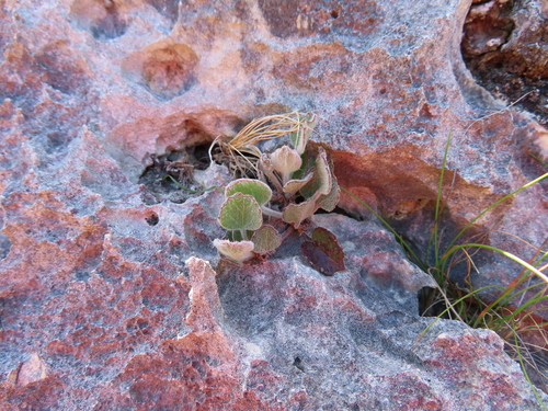Image of Limestone Capepurse (Centella calcaria) by (c) linkie, some rights reserved (CC BY)