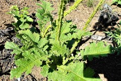 Berkheya umbellata