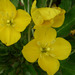 Evening Primrose Family - Photo (c) Steve Ganley, some rights reserved (CC BY-NC)