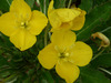 Evening Primrose Family - Photo (c) Steve Ganley, some rights reserved (CC BY-NC), uploaded by Steve Ganley