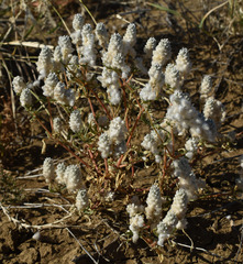 Gomphrena lanata