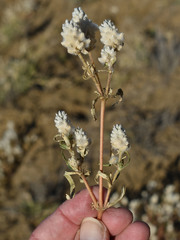 Gomphrena lanata