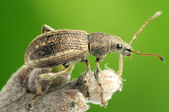 Polydrusus confluens