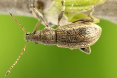 Polydrusus confluens