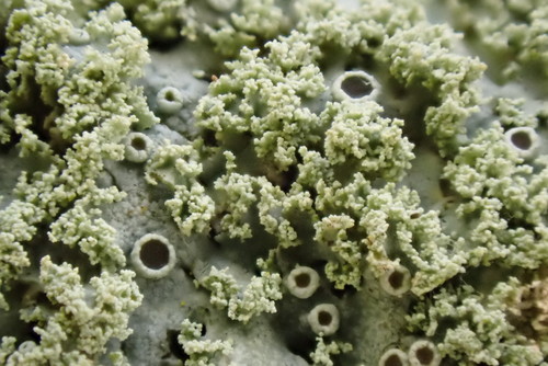 rosette lichen