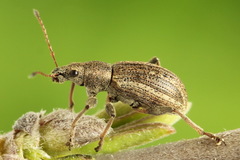 Polydrusus confluens