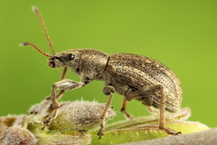 Polydrusus confluens