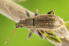 Polydrusus confluens