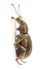 Polydrusus confluens