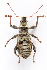 Polydrusus confluens