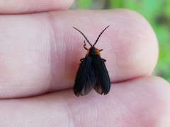 Eropterus trilineatus