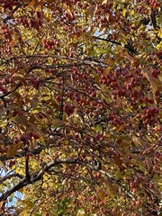 Malus baccata