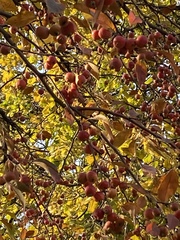Malus baccata