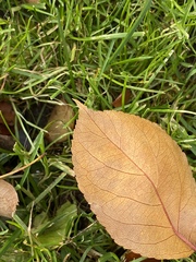 Malus baccata