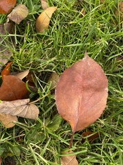 Malus baccata