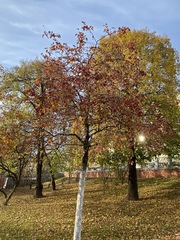 Malus baccata