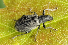 Polydrusus cervinus