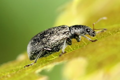 Polydrusus cervinus