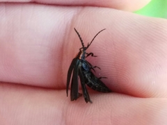 Eropterus trilineatus