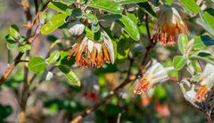Diplolaena dampieri