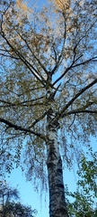 Betula pendula