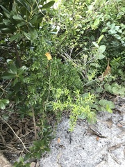 Sideroxylon celastrinum